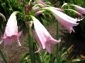 Cecil Houdyshel Crinum / Crinum 